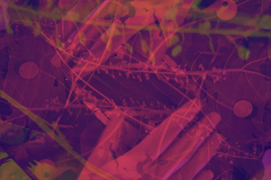 overlaid image of hands, leaves and other ephemera with a pink filter